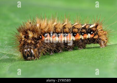Knoten Grasmotte (Acronicta rumicis) raupe auf Rhabarberblatt im Garten Stockfoto