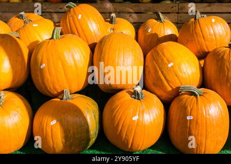 Kürbisse vor einem Lebensmittelgeschäft in der Hunstanton High Street - bereit für Halloween. Stockfoto