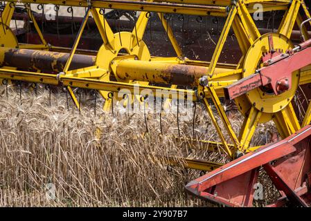 Mähdrescher bei der Arbeit auf Weizenfeld, detaillierte Darstellung der Schneidleiste. Stockfoto