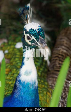 Porträt eines Silver Rattenpfauens (Pavo cristatus), der mit dem Indian Blue Rattenpfauz und dem White Eyed Peafowl gezüchtet wurde Stockfoto