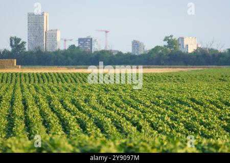 Grüne Sojabohnenpflanzen in Reihen gepflanzt auf Anbauflächen auf ökologischem Landgut vor Hochhäusern am Stadtrand Wiens Stockfoto