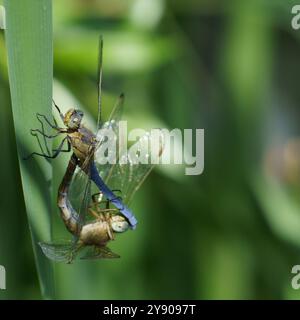 Die vierfleckige Jagdfliege (Libellula quadrimaculata), auch bekannt als die vierfleckige Skimmer-Libelle, die sich auf dem Blatt paart Stockfoto
