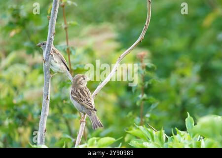 Zwei Hausspatzen (Passer domesticus), die auf einem Baumzweig vor tiefgrünem Hintergrund thront Stockfoto