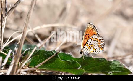 Ein knappriger Schmetterling (Melitaea Phoebe) auf einem Stoppelfeld, beigefarbener Hintergrund Stockfoto