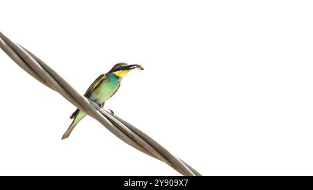 Minimalistisches Bild einer europäischen Biene (Meropidae), die eine Grille im Schnabel isst, auf einem Draht thront, weißer Himmel, weißer Hintergrund, negativer Raum Stockfoto