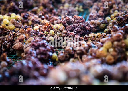 Die Trauben liegen auf ihren Splittern des kostbaren Moscato von Monferrato im italienischen Piemont und verwelken langsam zu einem goldenen und süßen Passito. Stockfoto