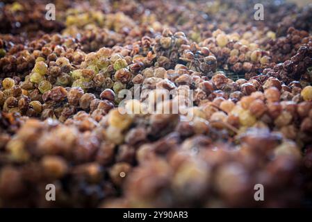 Die Trauben liegen auf ihren Splittern des kostbaren Moscato von Monferrato im italienischen Piemont und verwelken langsam zu einem goldenen und süßen Passito. Stockfoto