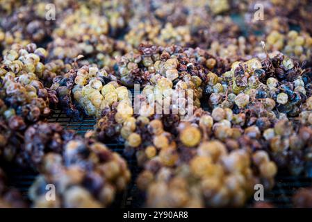 Die Trauben liegen auf ihren Splittern des kostbaren Moscato von Monferrato im italienischen Piemont und verwelken langsam zu einem goldenen und süßen Passito. Stockfoto