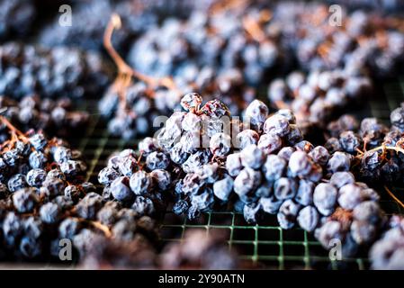 Die Trauben liegen auf ihren Splittern des kostbaren Moscato von Monferrato im italienischen Piemont und verwelken langsam zu einem goldenen und süßen Passito. Stockfoto