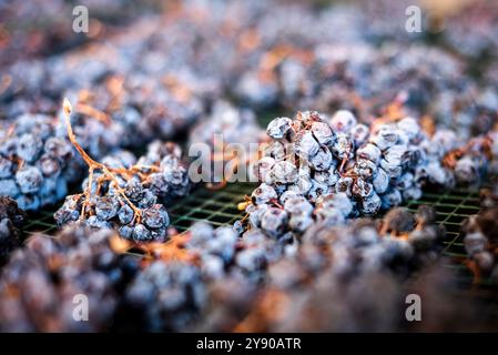 Die Trauben liegen auf ihren Splittern des kostbaren Moscato von Monferrato im italienischen Piemont und verwelken langsam zu einem goldenen und süßen Passito. Stockfoto