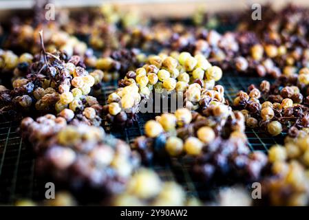 Die Trauben liegen auf ihren Splittern des kostbaren Moscato von Monferrato im italienischen Piemont und verwelken langsam zu einem goldenen und süßen Passito. Stockfoto