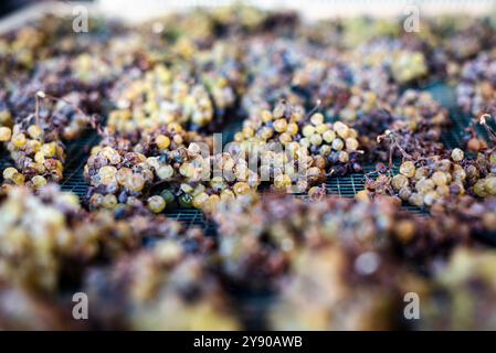 Die Trauben liegen auf ihren Splittern des kostbaren Moscato von Monferrato im italienischen Piemont und verwelken langsam zu einem goldenen und süßen Passito. Stockfoto