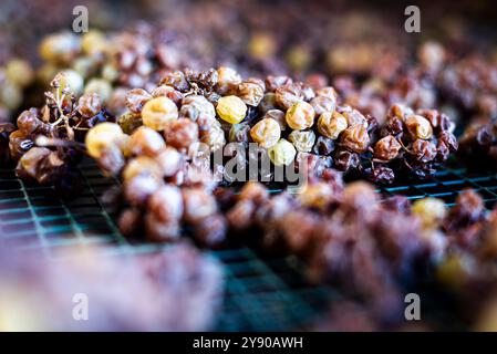 Die Trauben liegen auf ihren Splittern des kostbaren Moscato von Monferrato im italienischen Piemont und verwelken langsam zu einem goldenen und süßen Passito. Stockfoto