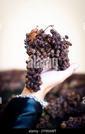 Die Trauben liegen auf ihren Splittern des kostbaren Moscato von Monferrato im italienischen Piemont und verwelken langsam zu einem goldenen und süßen Passito. Stockfoto