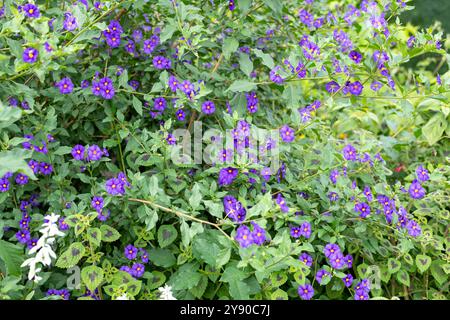 Nahaufnahme der blühenden Blüten des blauen Kartoffelstrauchs (lycianthes rantonnetii) Stockfoto