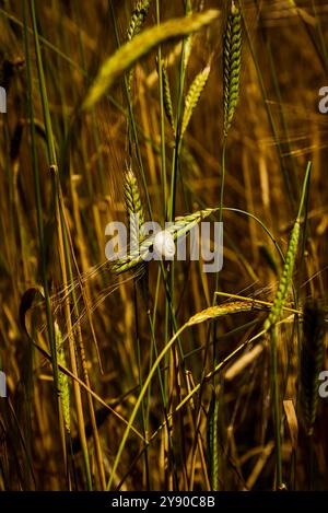 Enkir Weizen ist das älteste bekannte Getreide der Welt, es wurde in Mesopotamien angebaut. Stockfoto