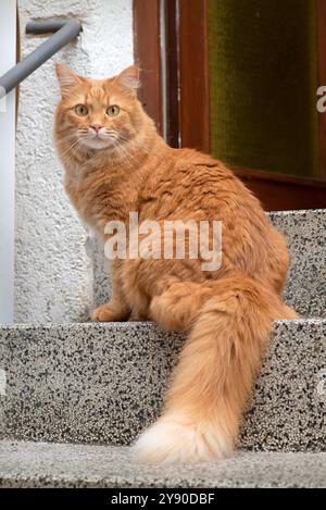 Eine Ingwerkatze sitzt auf den Stufen eines Hauses mit offener Tür und blickt direkt in die Kamera. Das Katzenfell ist in leuchtendem Orange mit dezentem Tabby gehalten Stockfoto