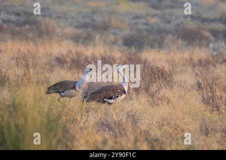 Große indische Trappe (Ardeotis nigriceps) oder indische Trappe, die zu den schwersten der fliegenden Vögel gehört, im Desert National Park in Rajasthan, Indien Stockfoto