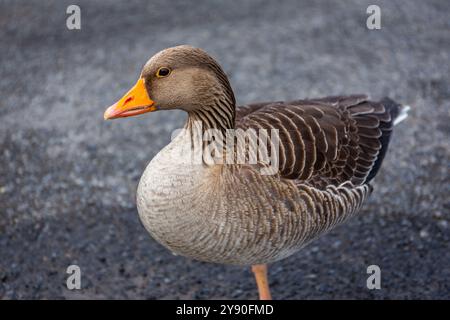 Graugans (Anser anser) Zugvogel mit braunem Gefieder und orangenem Schnabel, Island. Stockfoto