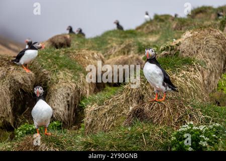 Atlantische Papageientaucher (Fratercula arctica, Papageientaucher) nisten auf felsigen und grasbewachsenen Klippen des Hafnarholmi Yachthafens in Borgarfjordur Eystri, Island. Stockfoto