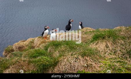 Atlantische Papageientaucher (Fratercula arctica, Papageientaucher) nisten auf felsigen und grasbewachsenen Klippen des Hafnarholmi Yachthafens in Borgarfjordur Eystri, Island. Stockfoto