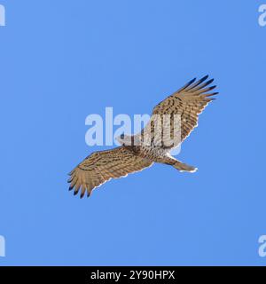 Ein Kurzzehenadler, Circaetus gallicus, auch bekannt als Kurzzehenadler, der in einem hellblauen Himmel aufsteigt. Stockfoto