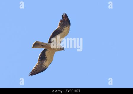 Ein Adler, Hieraaetus pennatus, der auch als Aquila pennata klassifiziert ist, steigt in einem hellblauen Himmel auf. Stockfoto