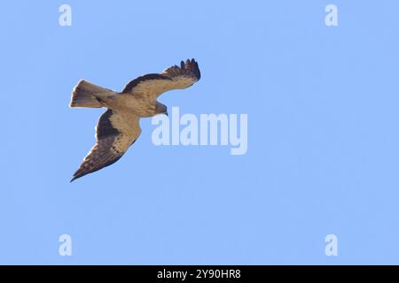 Ein Adler, Hieraaetus pennatus, der auch als Aquila pennata klassifiziert ist, steigt in einem hellblauen Himmel auf. Stockfoto