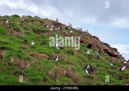 Papageientaucher (Fratercula arctica, Papageientaucher), Möwen (Rissa) und andere Seevögel, die auf Klippen nisten, Hafnarholmi Marina, Island Stockfoto