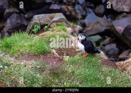 Atlantischer Papageientaucher (Fratercula arctica, Papageientaucher) auf felsigen und grasbewachsenen Klippen des Hafnarholmi Yachthafens in Borgarfjordur Eystri, Island. Stockfoto