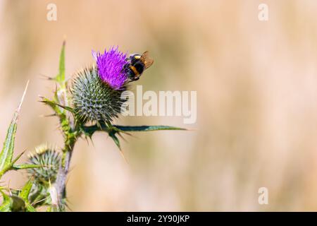 Hummel „Bombus terrestris“, die sich von violetten Thistle-Blüten ernährt. Nahaufnahme von Insekten. Dublin, Irland Stockfoto