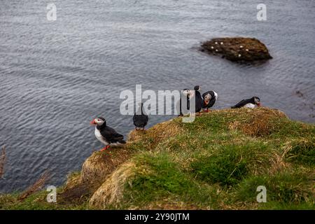 Atlantische Papageientaucher (Fratercula arctica, Papageientaucher) nisten auf felsigen und grasbewachsenen Klippen des Hafnarholmi Yachthafens in Borgarfjordur Eystri, Island. Stockfoto