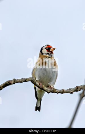 Europäischer Goldfink, der an seinem roten Gesicht und seinem leuchtenden Gefieder erkannt wird, ernährt sich von Samen. Foto gemacht in North County, Dublin Stockfoto