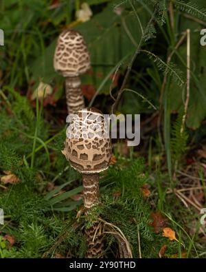 Eine Gruppe von Macrolepiota procera Pilzen, die hoch in ihrem natürlichen Waldgebiet stehen Stockfoto