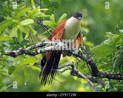 Burchell's Coucal (Centropus burchellii / Centropus superciliosus) trocknet durchnässte Flügel und Schwanz im Ruaha-Nationalpark, Tansania, Afrika Stockfoto