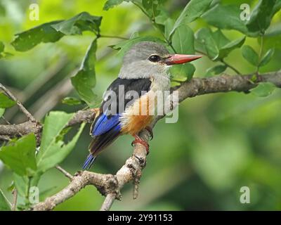 Grauköpfiger (Halcyon leucocephala), der auf einem Ast in dickem Wald thront - Ruaha National Park, Tansania, Afrika Stockfoto