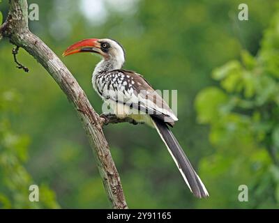 Tansanias Rotschurnschnabel (Tockus ruahae) oder Ruaha-Nashornschnabel im Ruaha-Nationalpark, Tansania, Afrika Stockfoto