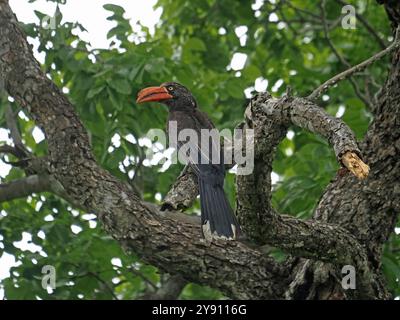 Gekrönter Nashornvogel (Lophoceros alboterminatus) im Ruaha-Nationalpark, Tansania, Afrika Stockfoto