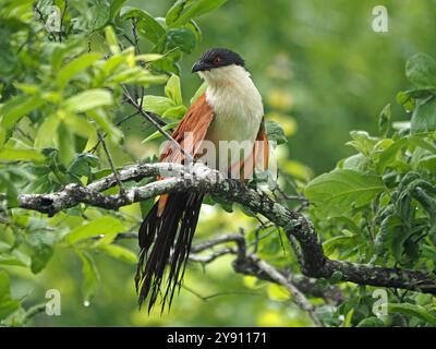 Burchell's Coucal (Centropus burchellii / Centropus superciliosus) trocknet durchnässte Flügel und Schwanz im Ruaha-Nationalpark, Tansania, Afrika Stockfoto