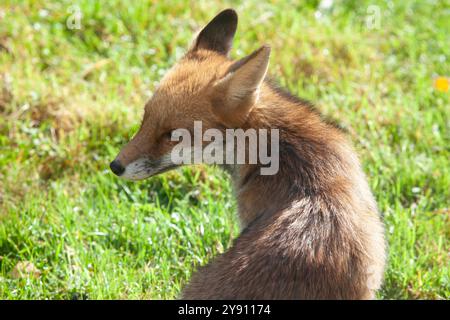 London, Großbritannien. Oktober 2024. UK Weather, 7. Oktober 2024: Ein Fuchs nutzt etwas Herbstsonne in einem Garten in Clapham, Süd-London, bevor feuchteres Wetter über Nacht ankommt. Kredit: Anna Watson/Alamy Live News Kredit: Anna Watson/Alamy Live News Stockfoto