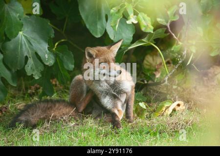 London, Großbritannien. Oktober 2024. UK Weather, 7. Oktober 2024: Ein Fuchs nutzt etwas Herbstsonne in einem Garten in Clapham, Süd-London, bevor feuchteres Wetter über Nacht ankommt. Kredit: Anna Watson/Alamy Live News Kredit: Anna Watson/Alamy Live News Stockfoto