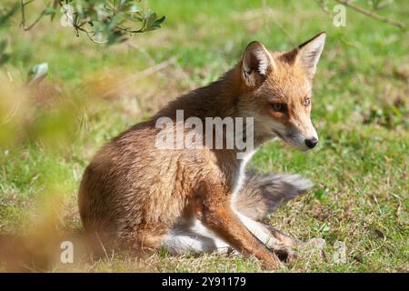 London, Großbritannien. Oktober 2024. UK Weather, 7. Oktober 2024: Ein Fuchs nutzt etwas Herbstsonne in einem Garten in Clapham, Süd-London, bevor feuchteres Wetter über Nacht ankommt. Kredit: Anna Watson/Alamy Live News Kredit: Anna Watson/Alamy Live News Stockfoto