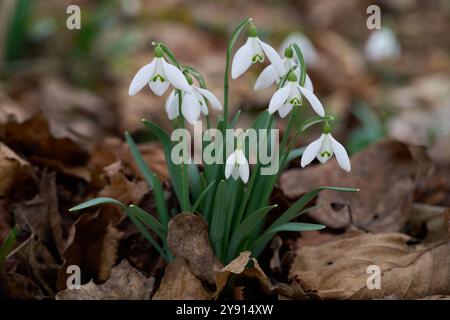 Galanthus nivalis blüht in den Blättern. Bekannt als gewöhnlicher Schneeglöckchen. Wilde weiße Blumen im Wald. Stockfoto