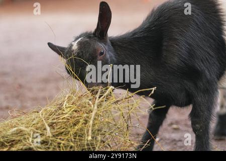 Junge schwarze Ziege isst Heu in einer Scheune während der Tageslichtstunden Stockfoto