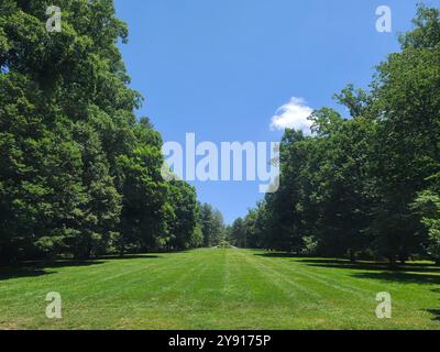 Ein weites, offenes Grasgebiet, flankiert von hohen Bäumen unter einem klaren blauen Himmel. Die Szene fängt eine ruhige Landschaft mit lebhaftem grünem Gras und üppigem Laub ein Stockfoto