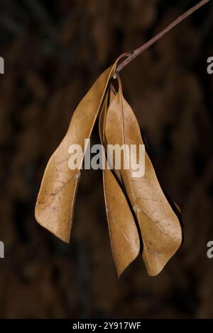 Tote Eichenblätter hängen an einem Zweig-Herbstkonzept, getrocknetes Blattwerk. Stockfoto