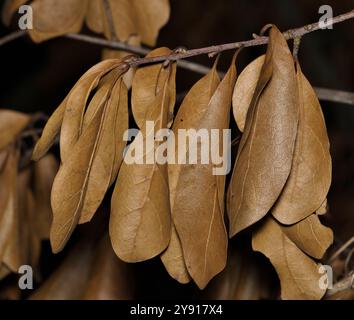 Tote Eichenblätter hängen an einem Zweig-Herbstkonzept, getrocknetes Blattwerk. Stockfoto