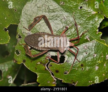 Riesenblattfußkäfer Acanthocephala declivis Insekten-Naturschädlingsbekämpfung. Stockfoto