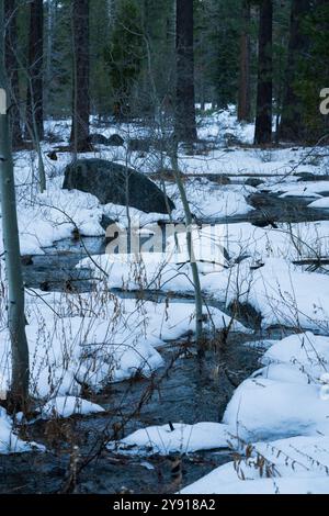 Im warmen Winter vor Sonnenuntergang durch die schneebedeckte Wiese der Sierra Nevada. Vertikal. Stockfoto