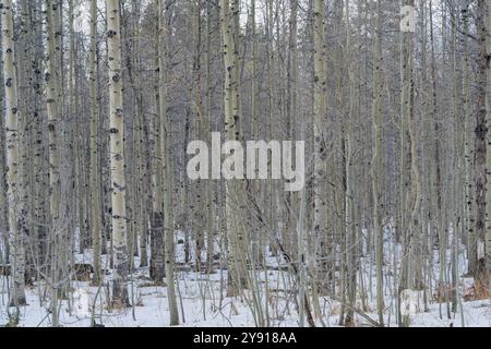 Aspen stehen im Winter in den Bergen, keine Blätter. Schnee auf dem Boden. Stockfoto